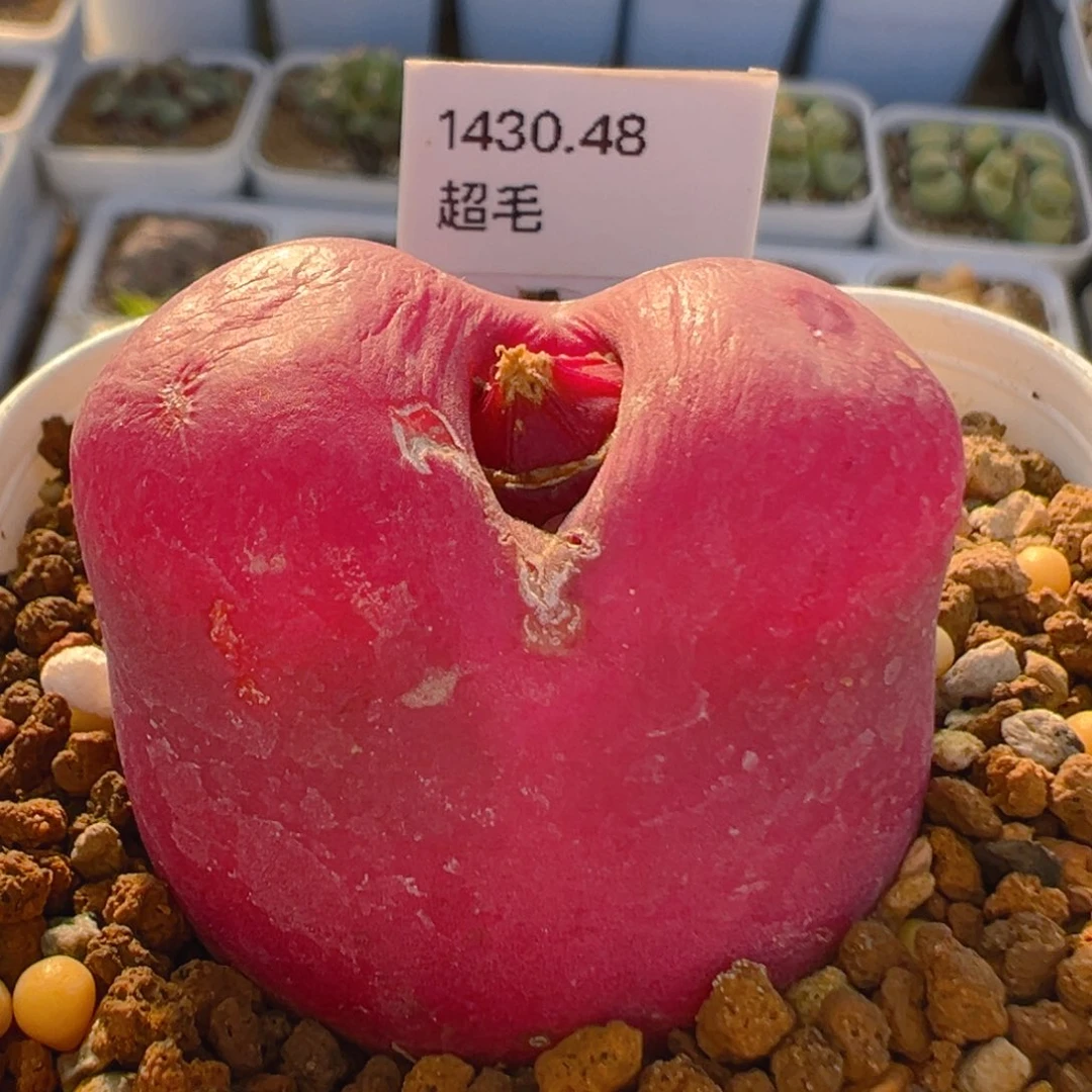 58多肉植物百科超毛1430.48