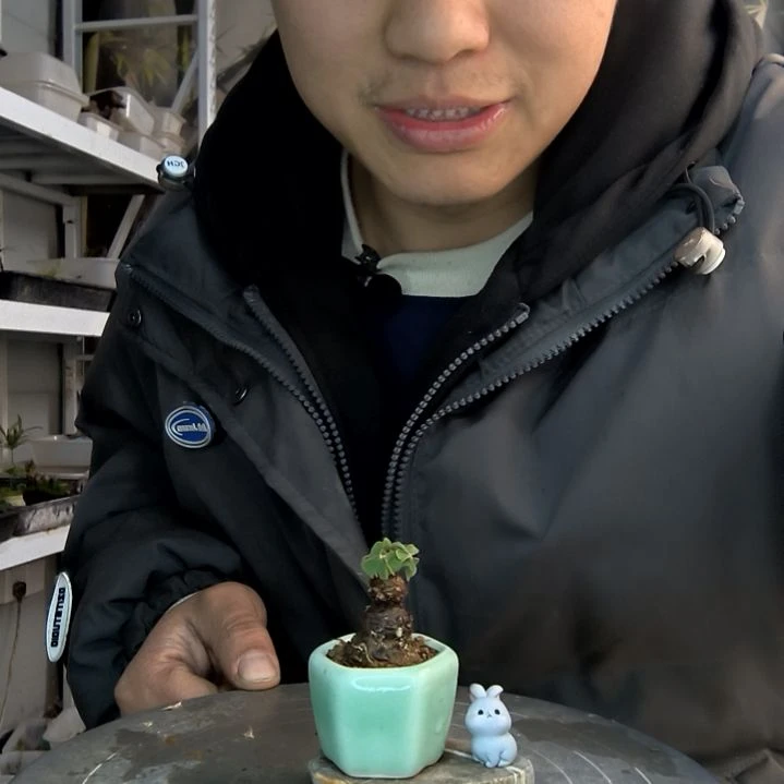 羊****T小盆景小植物一物一拍417