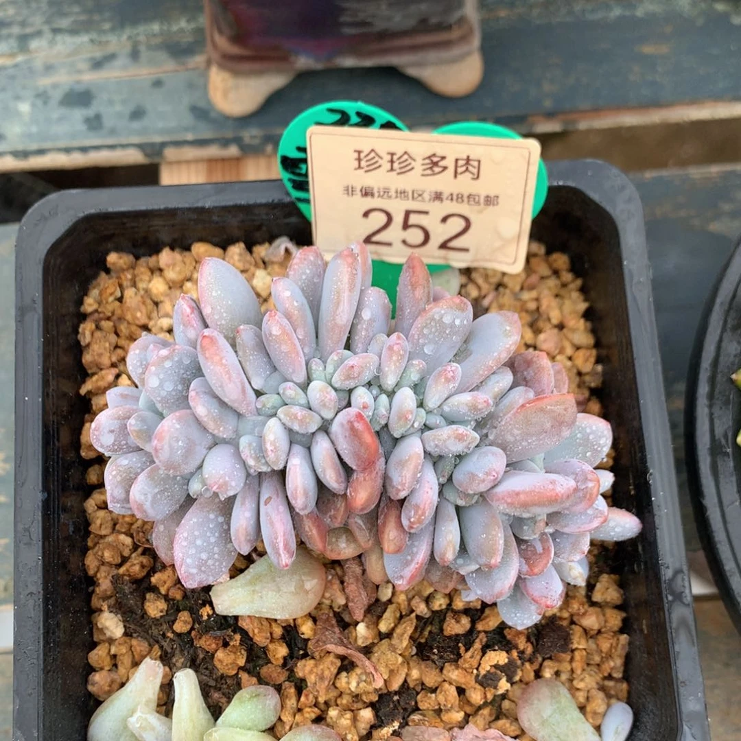 粉兔缀化开播福利252