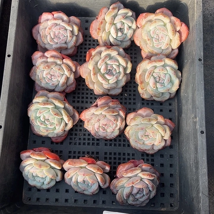 3195，12个单头星影粗腿不圆