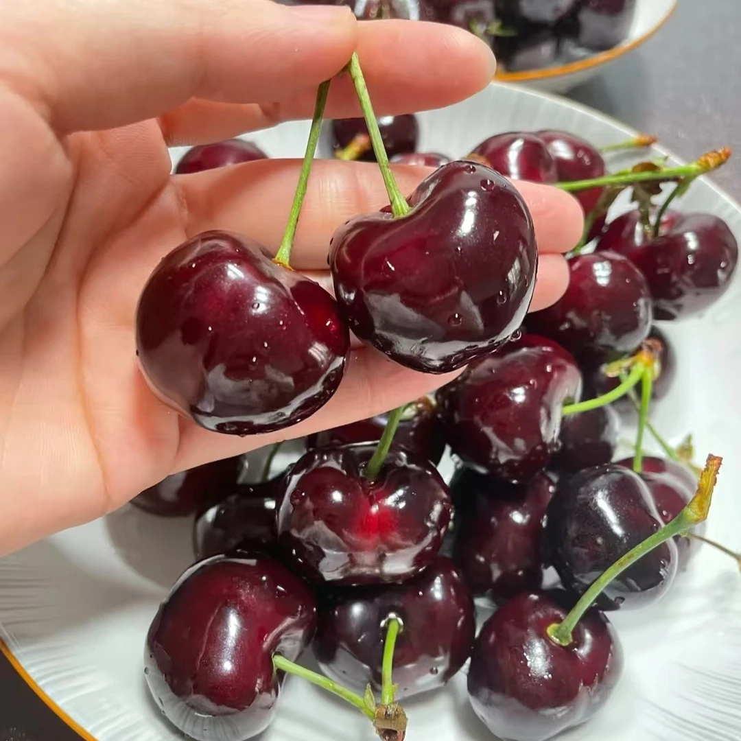 【顺丰】2JDD智利海运桑提娜车厘子5斤原箱内附果径卡（江浙沪皖）