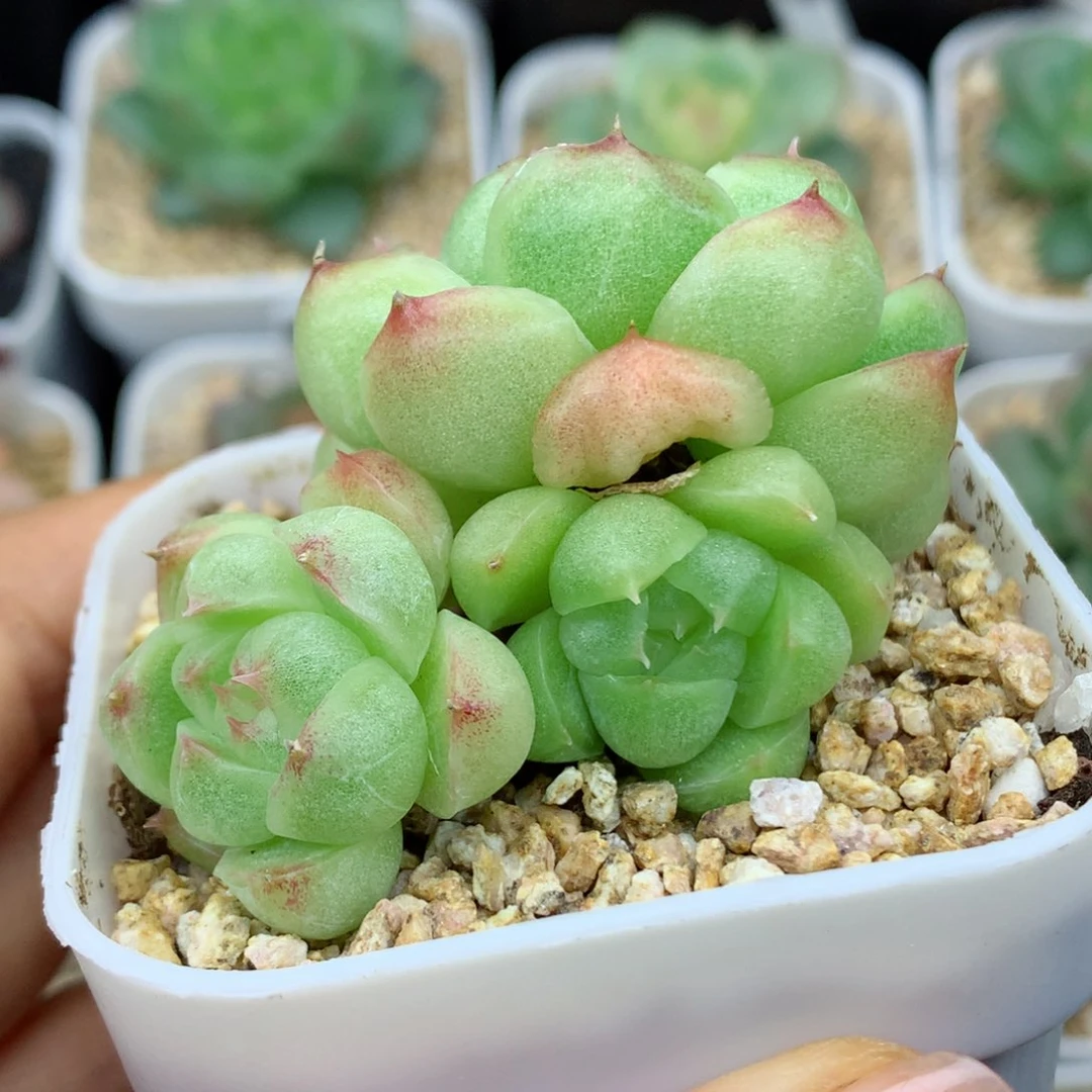 58包邮  群生不包整39