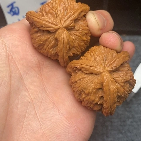 ～**～白狮子11111111111111111