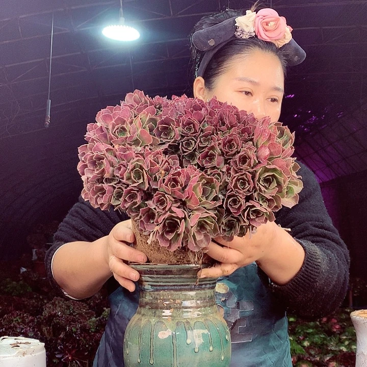 柒柒精品多肉脱土发货不包断侧枝S264