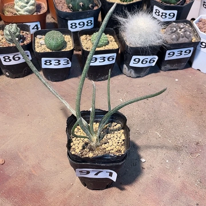 S***r971实生美杜莎块根