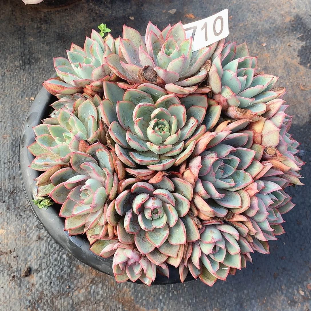 710赫拉一物一拍多肉