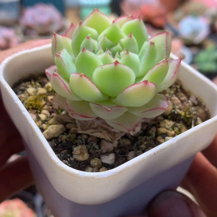 玫瑰花女王一物一拍