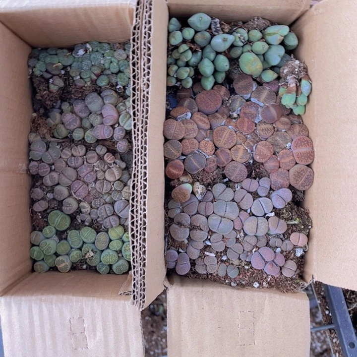 一箱两层888888888880