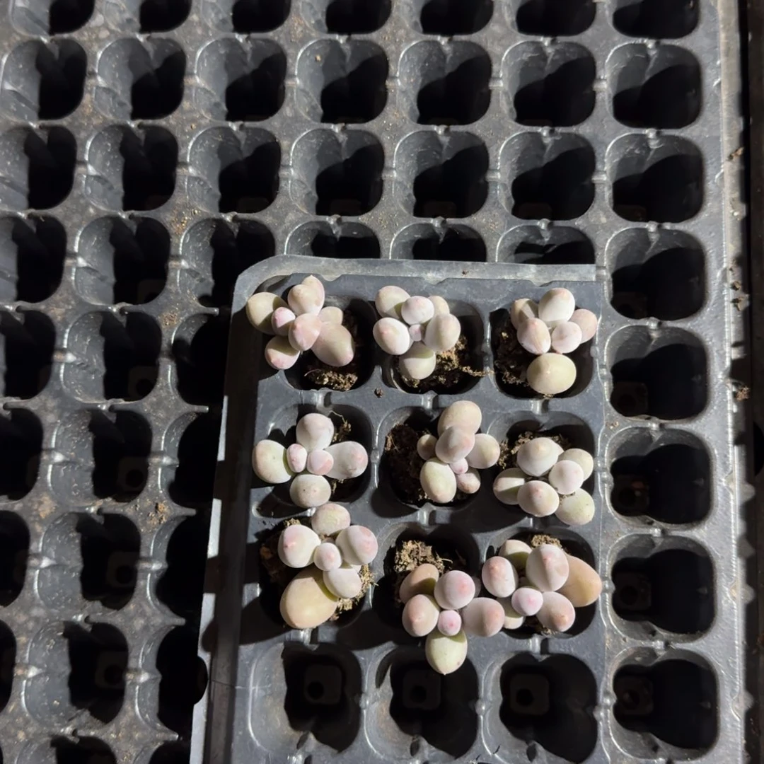 平安一物一拍专拍