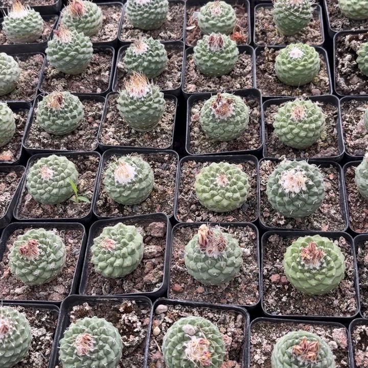 实生菊水好养皮实