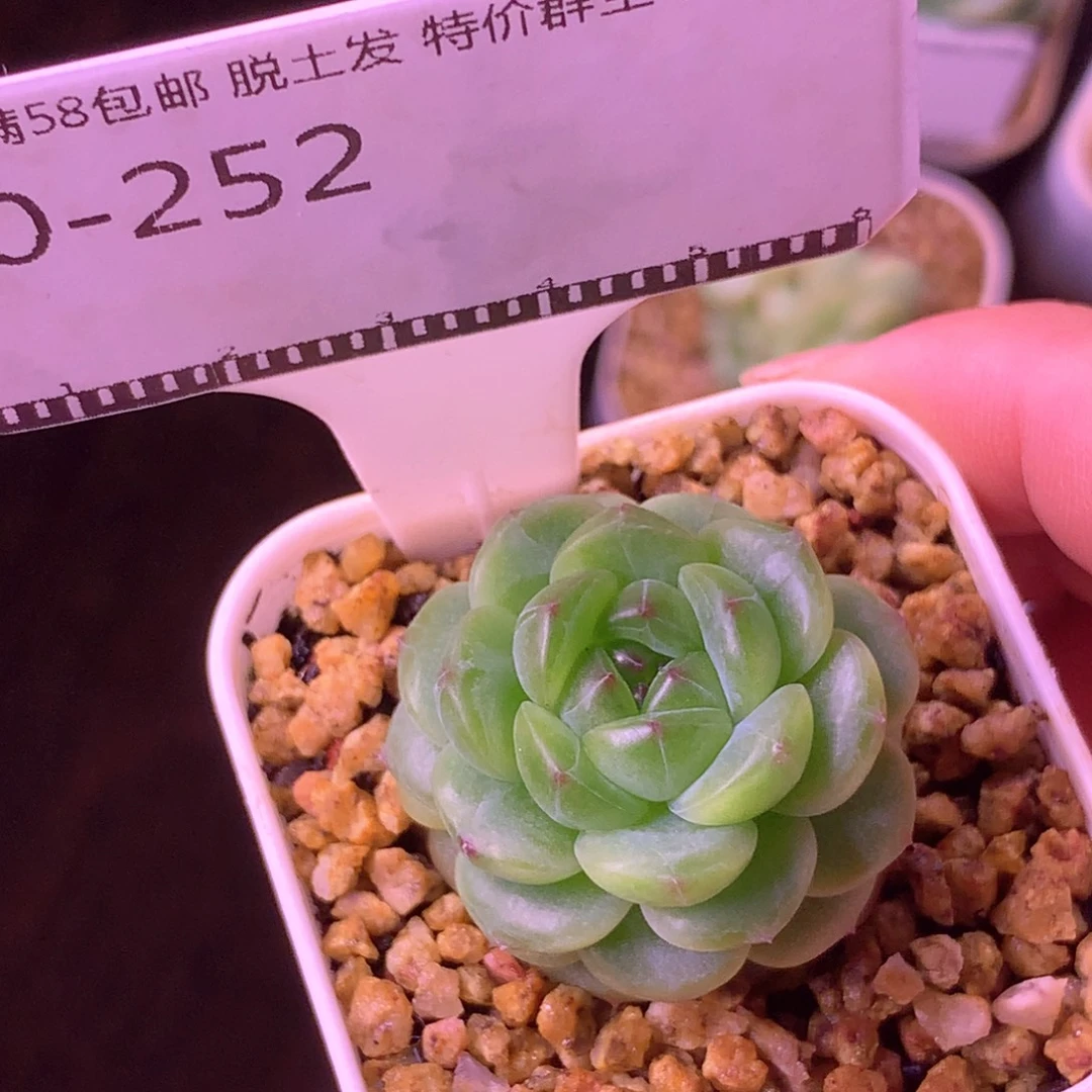 遥遥领先珍妮优选58包邮