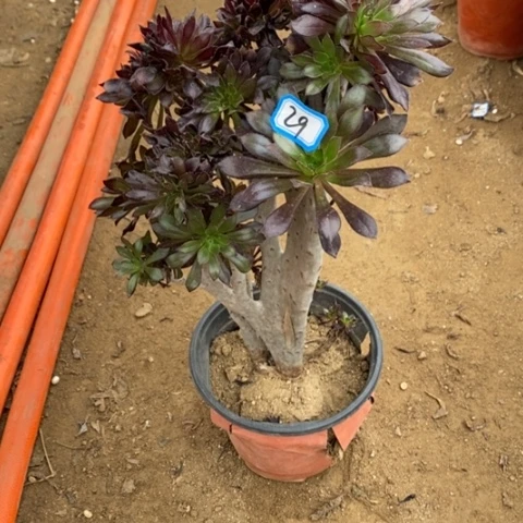 黑法师缀瑕疵一物一拍