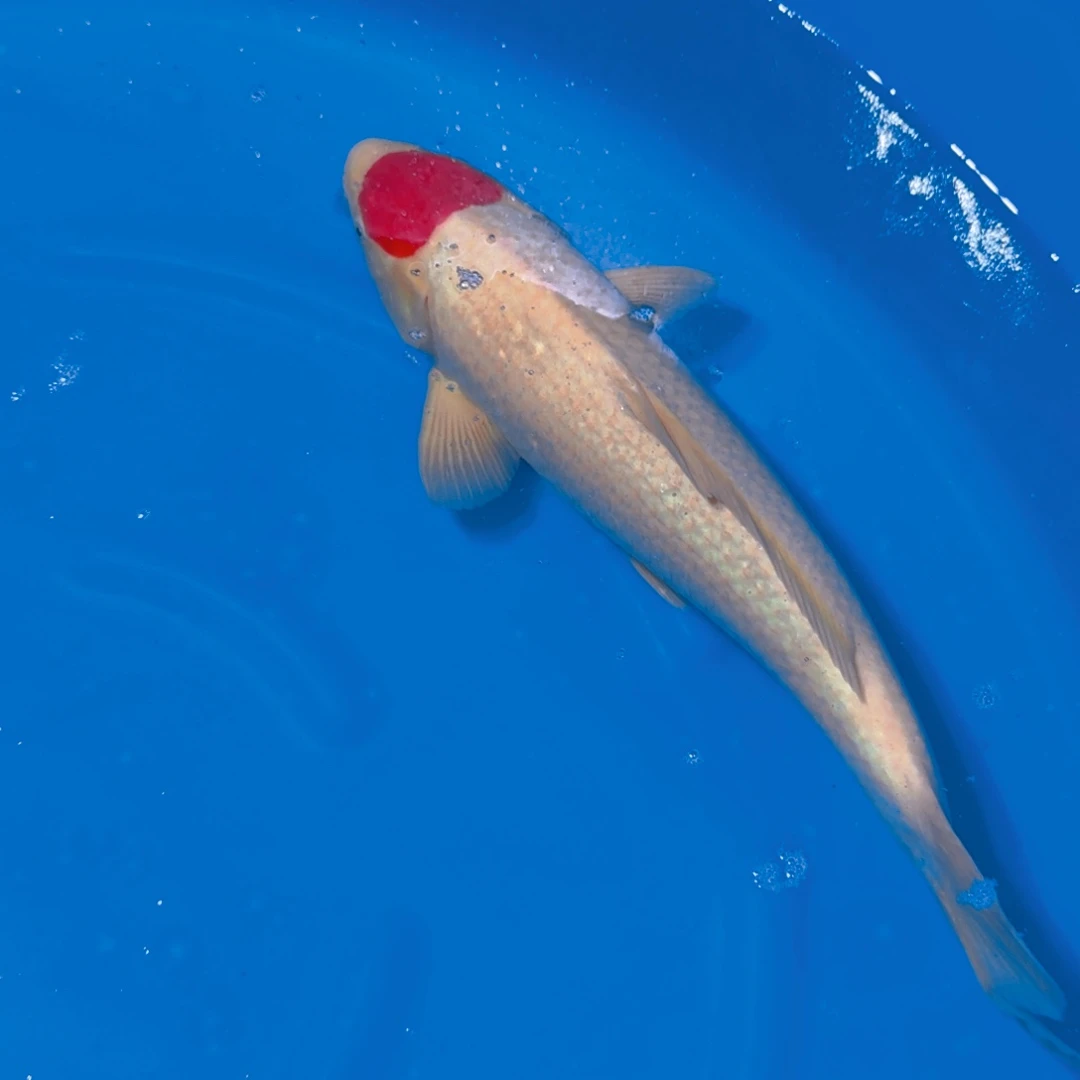 锦鲤唐山专拍链接