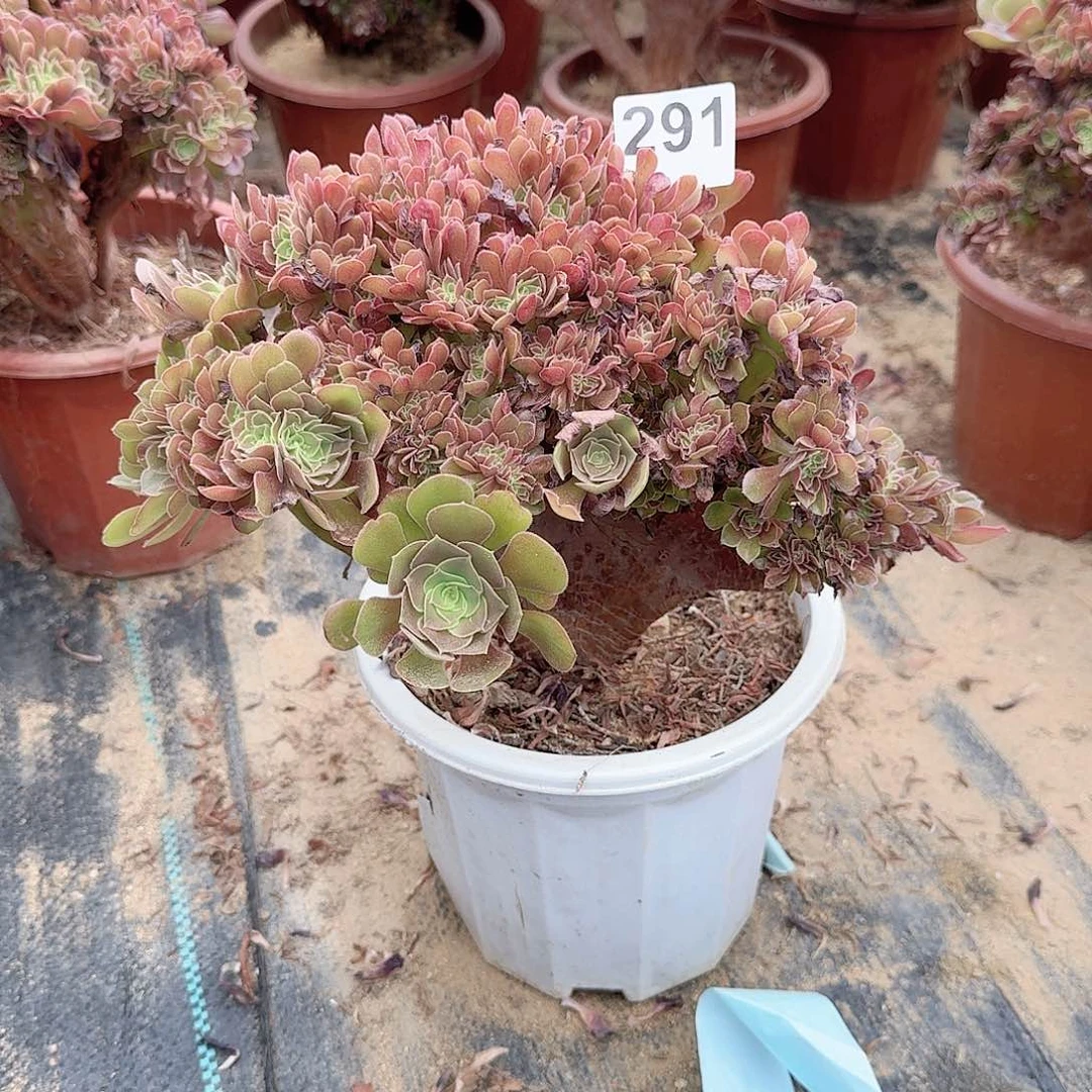 291玫瑰一颗满28包邮
