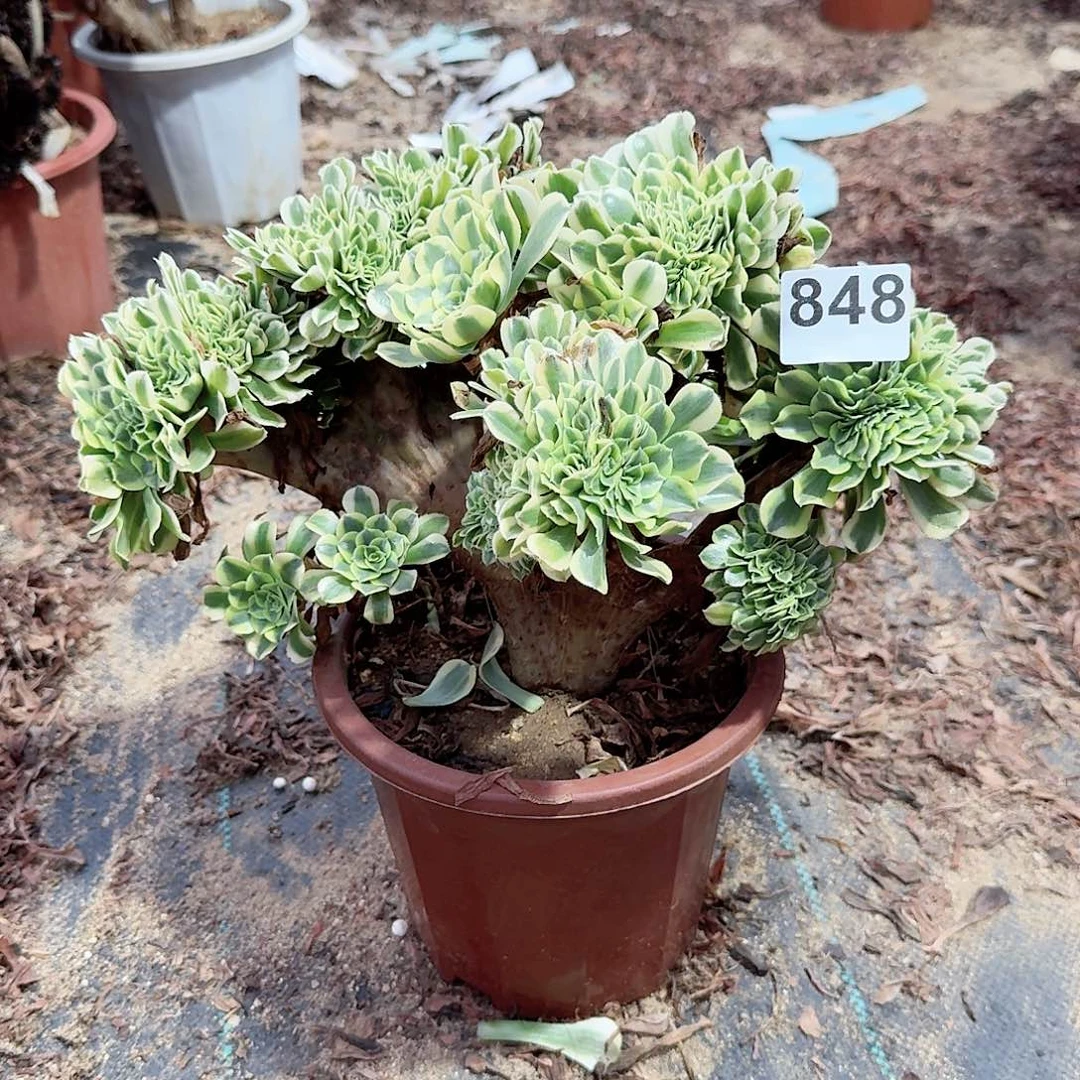 848绿豆莎一颗呀呀