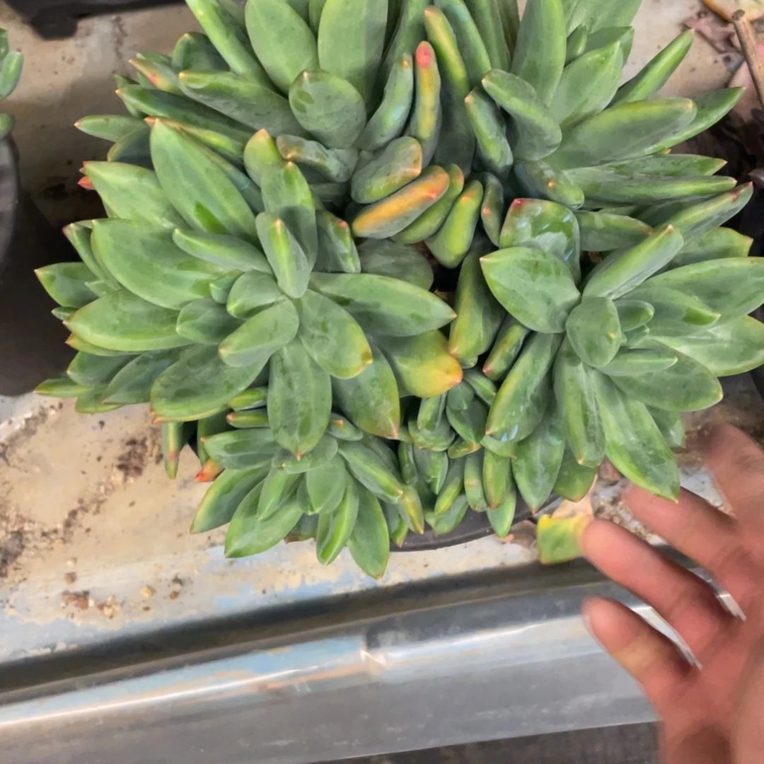 (***寻弥鹿之森一物一拍