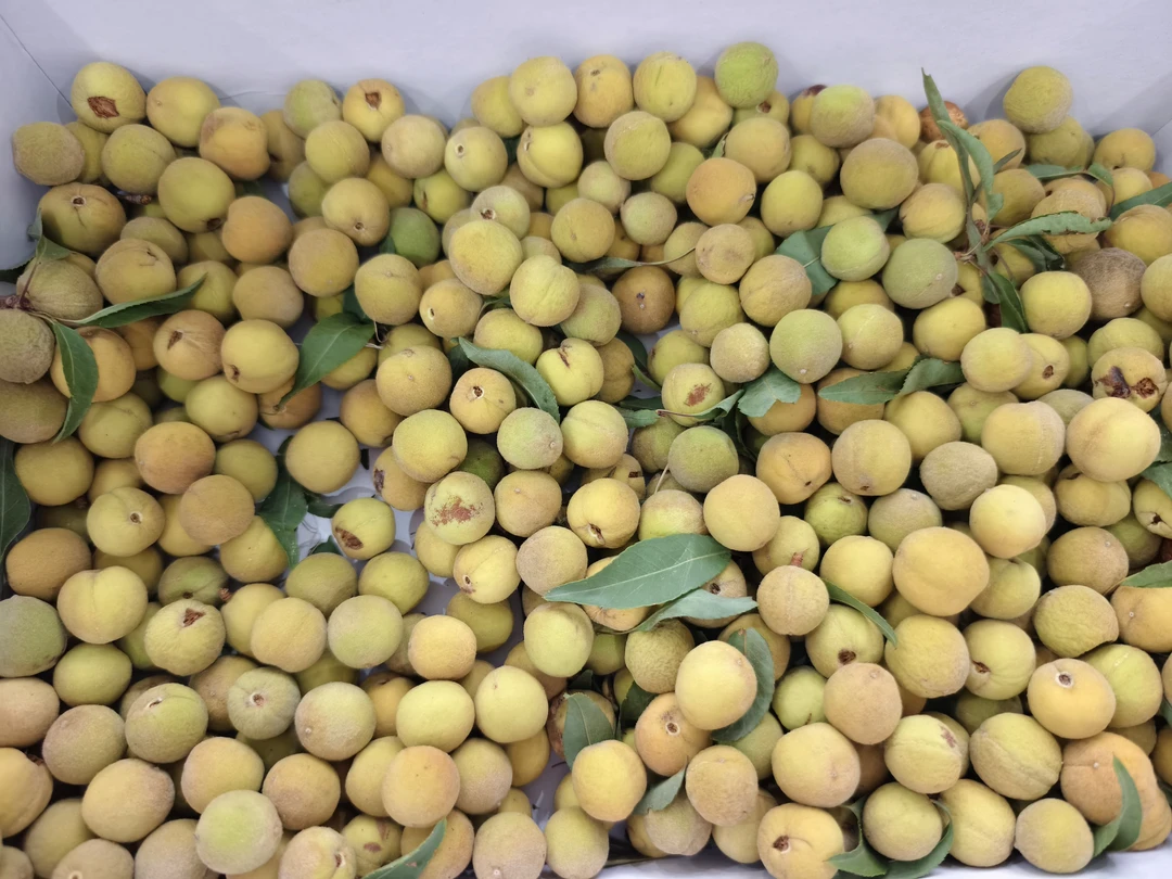 [福利尺寸以直播间为准]原皮桃核桃核籽手串编手串