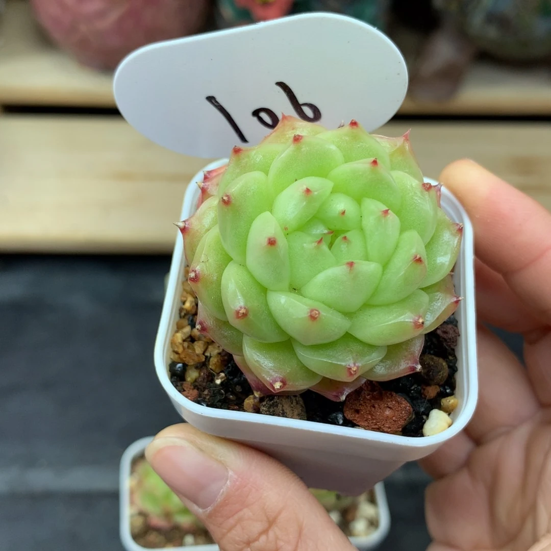 叮**叮灯泡珍妮专拍106