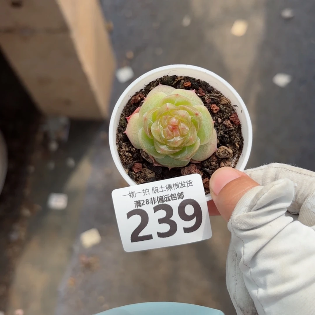 黄萤石单头无盆土发货