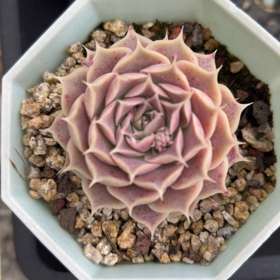 小红娜精控多肉一物一拍