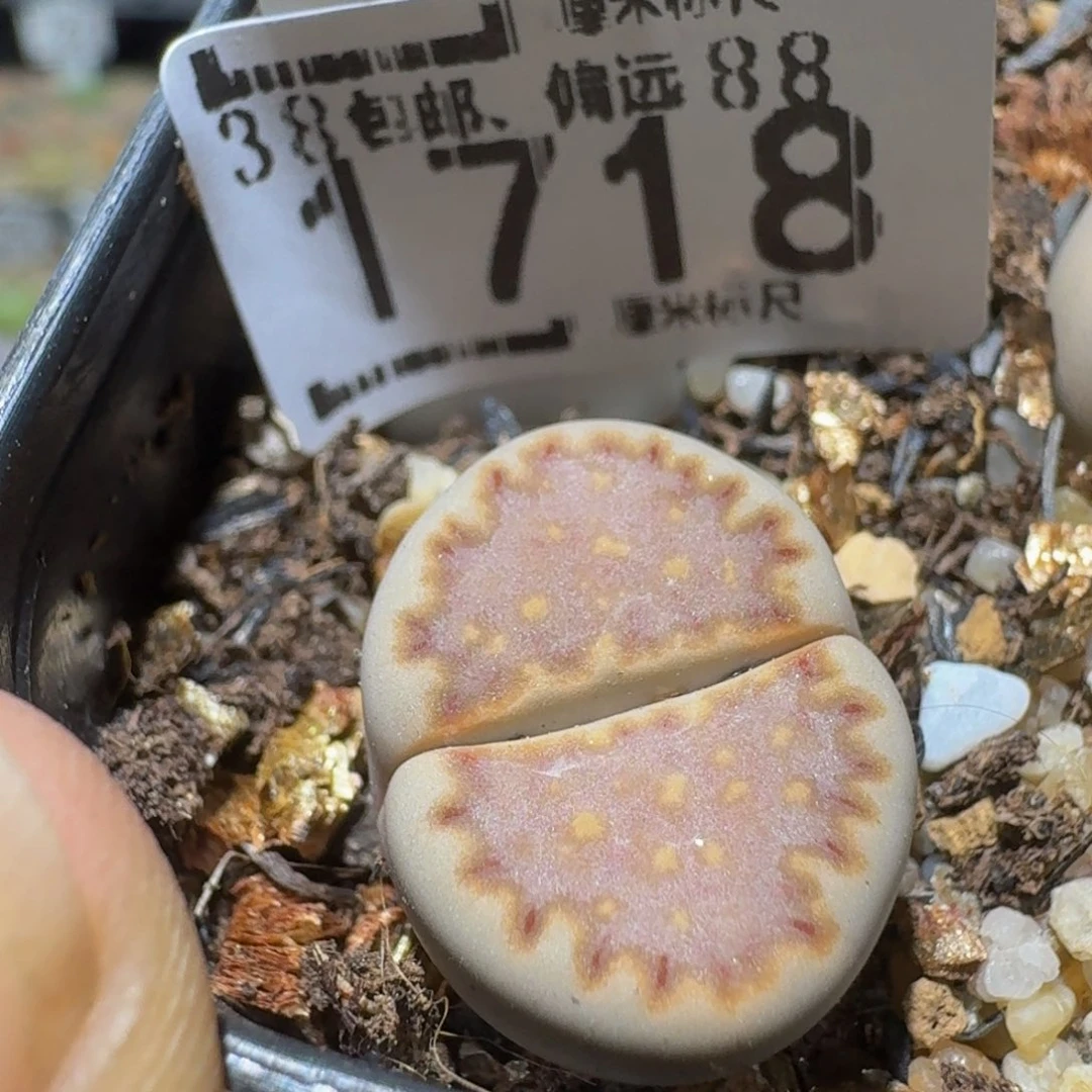 Ssss精品生石花1718