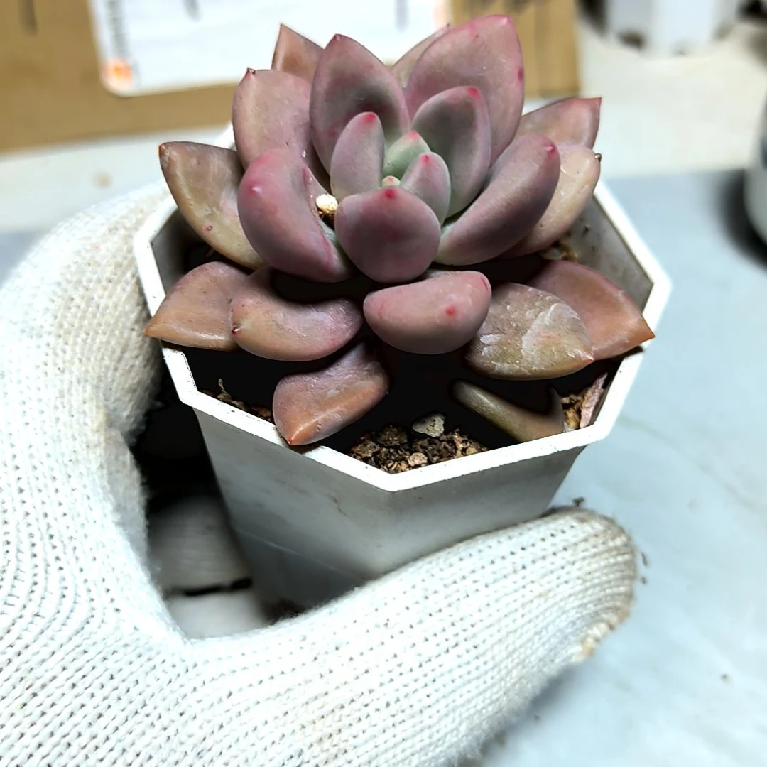 满9元包邮，大颗桃花源