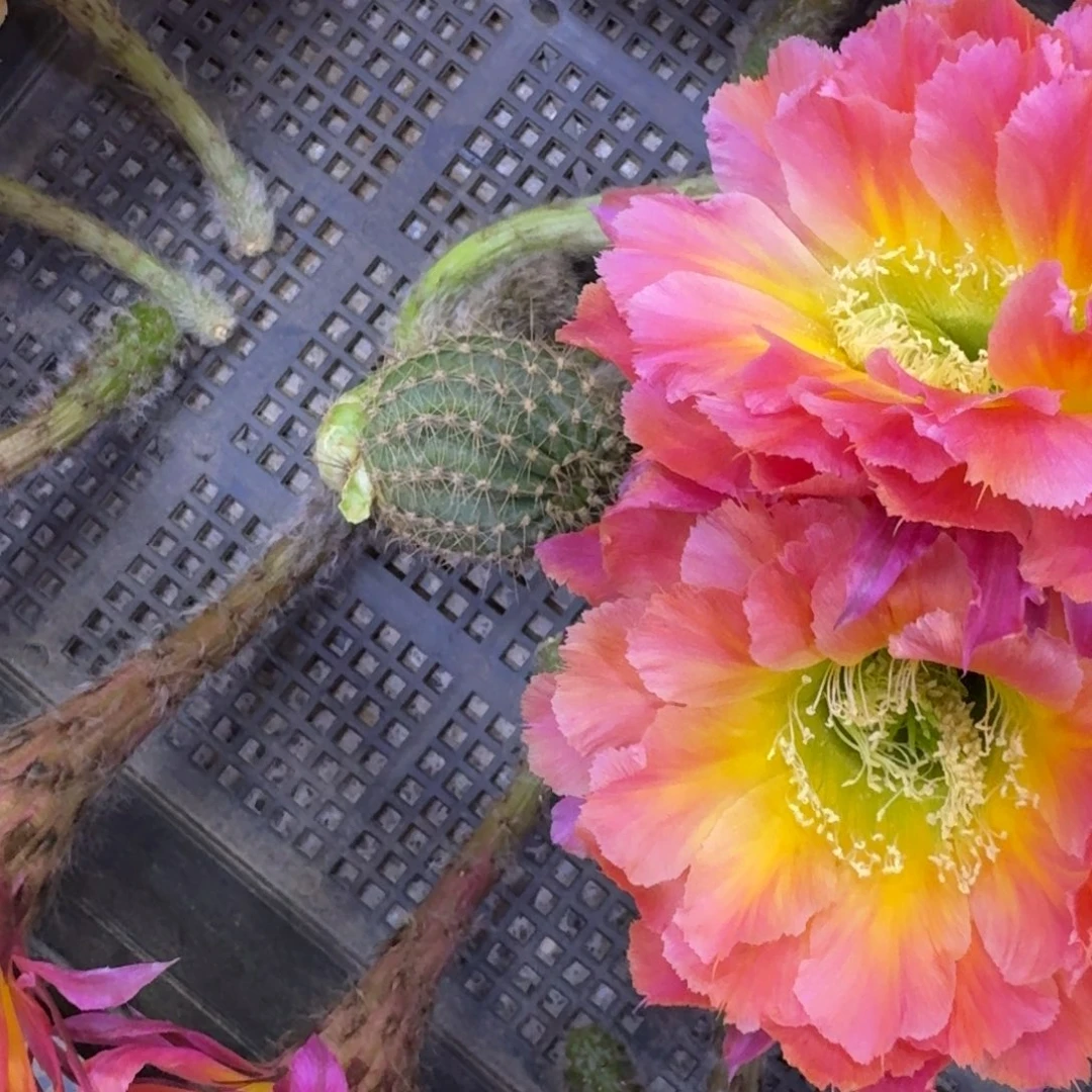 37彩草江南15歪4公分左右无根侧牙，20包邮