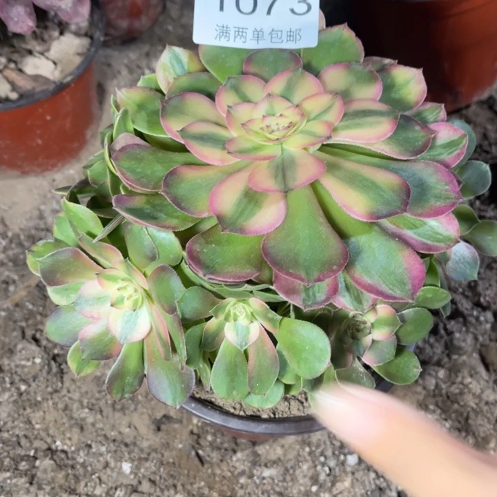 荔枝多肉的人1073