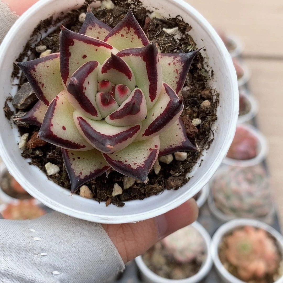 多肉植物9.9包邮5081