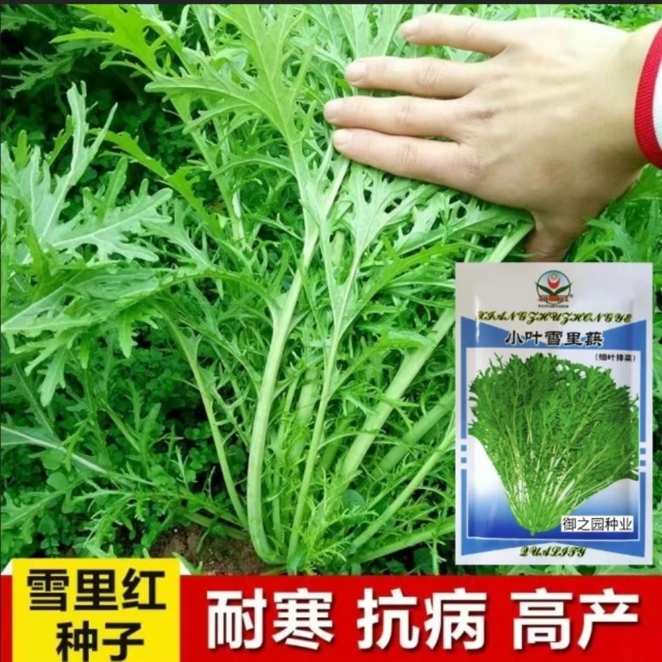 雪里红种子细叶雪里蕻农家雪菜籽春不老蔬菜种子排菜高产香青菜