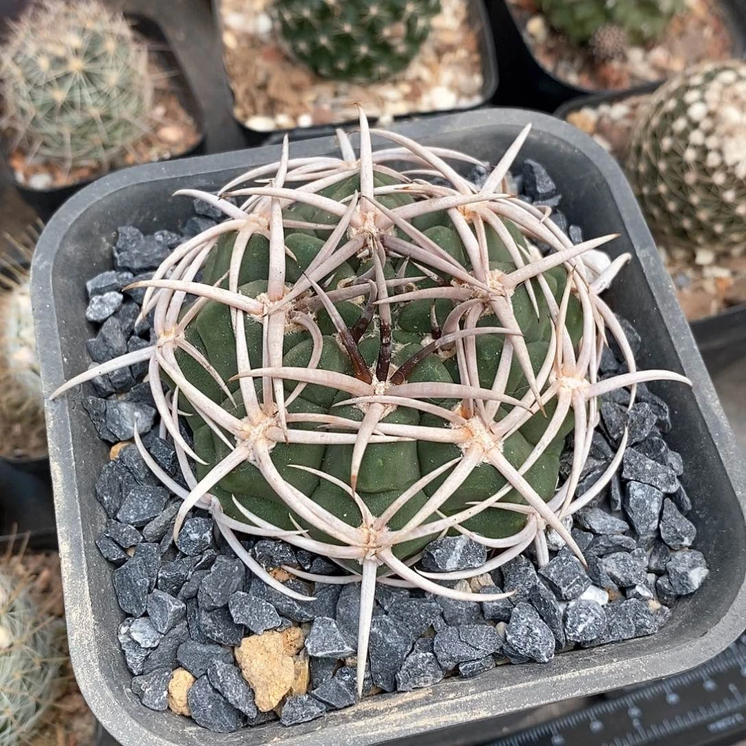 仙***大实生碧岩玉仙人球