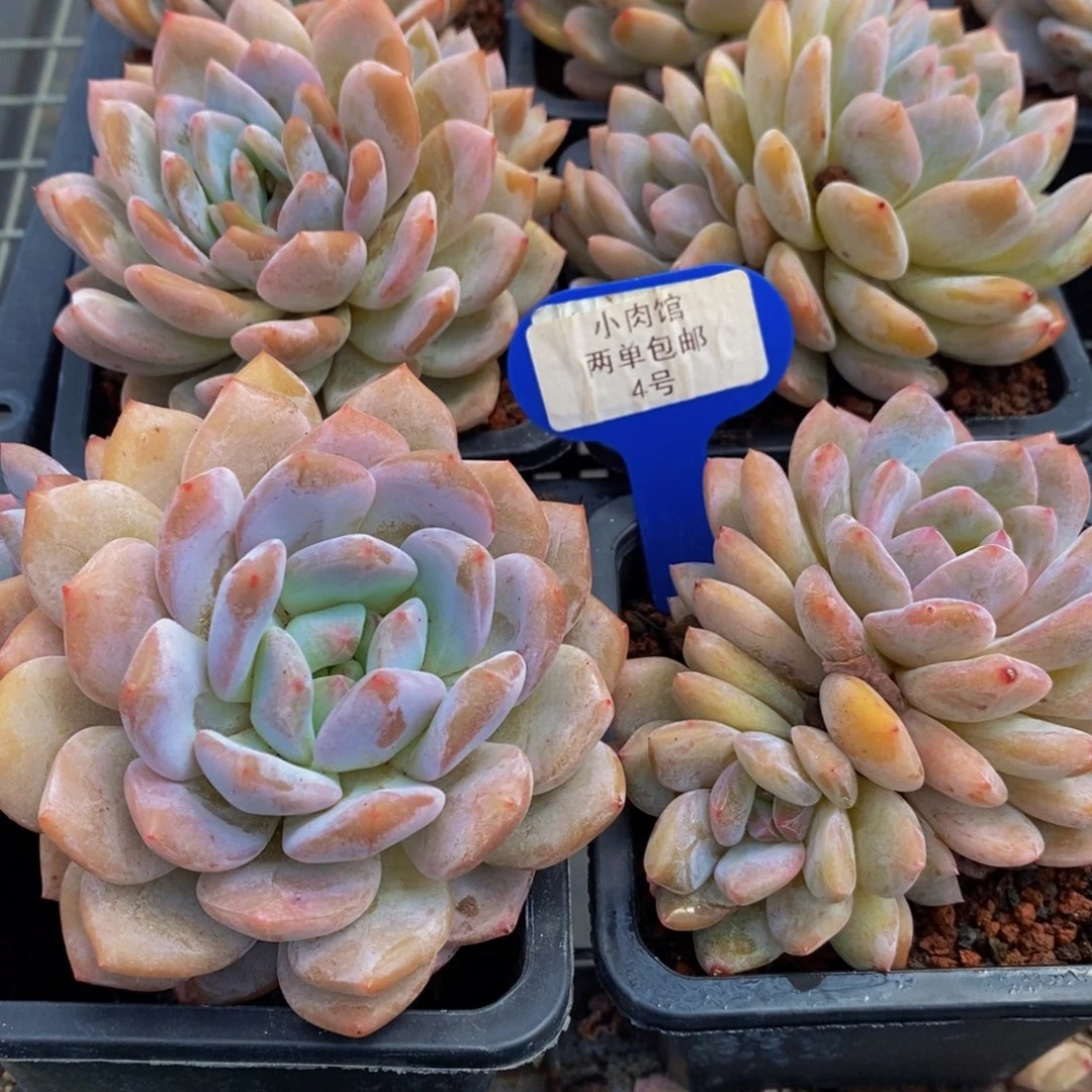 4-开播福利母本果冻仙女橙双头两个