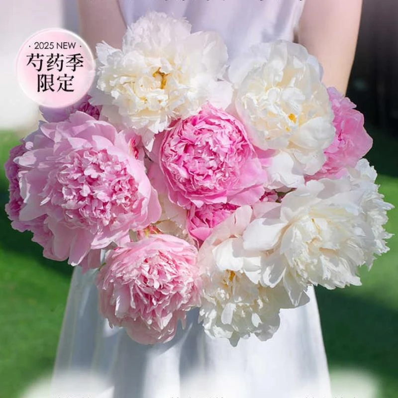 专柜品牌山东菏泽重瓣芍药鲜切花室内春季芍药花鲜切花束莎拉鲜花
