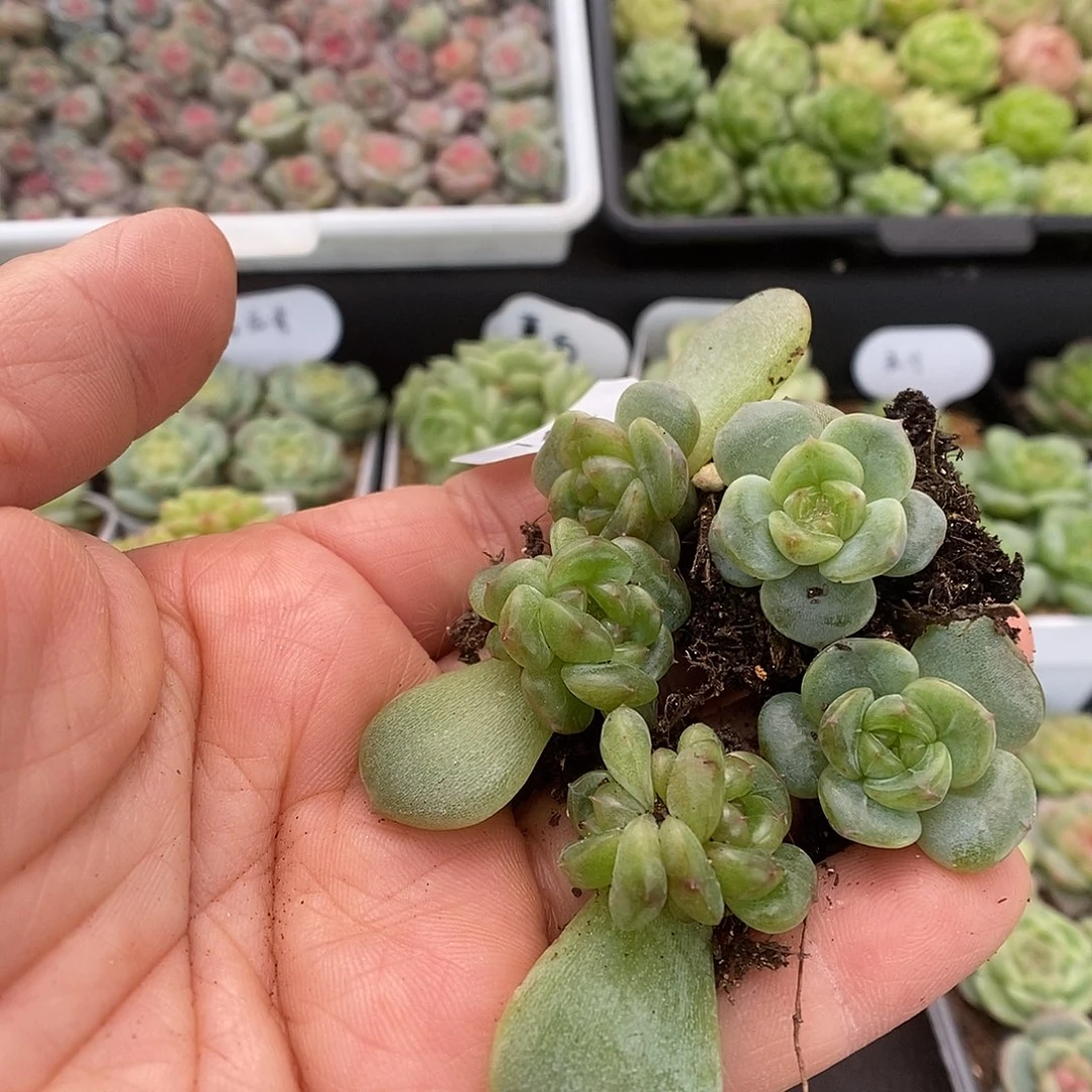 一物一拍一物一拍909-144