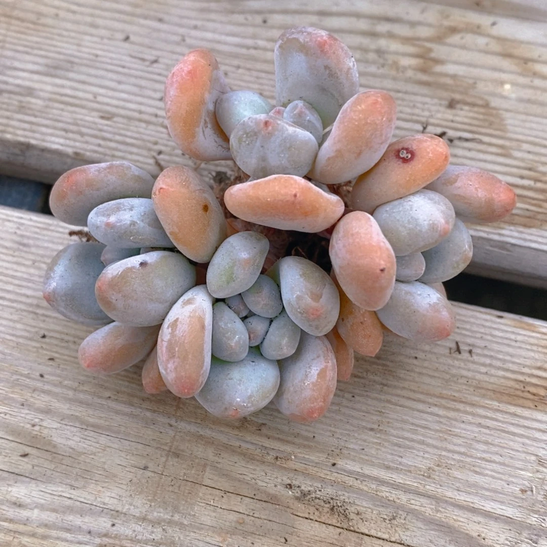 一物一拍精品多肉-