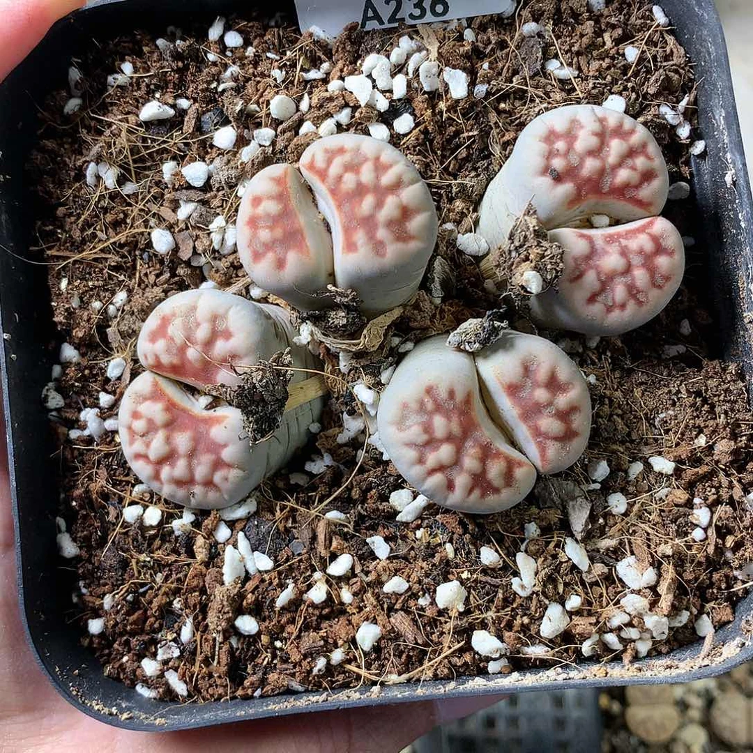 A236多肉植物保护研究所