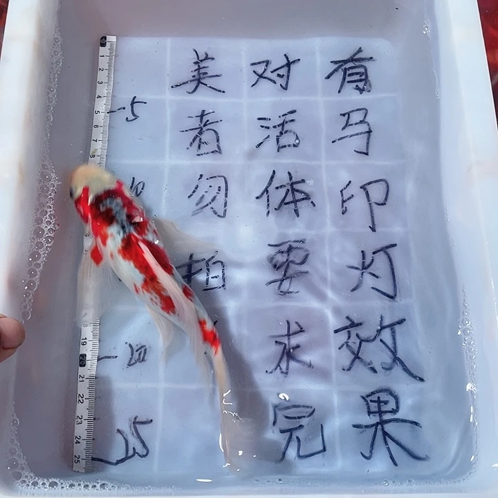 蝴蝶鲤鱼渔场直发81