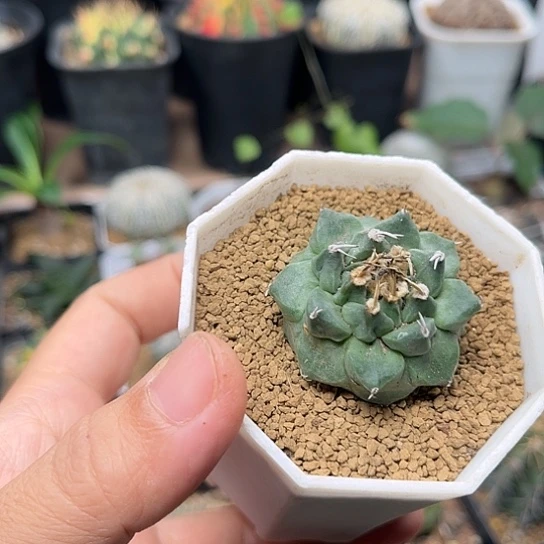 无花朵阿隆索赤花娇丽实生