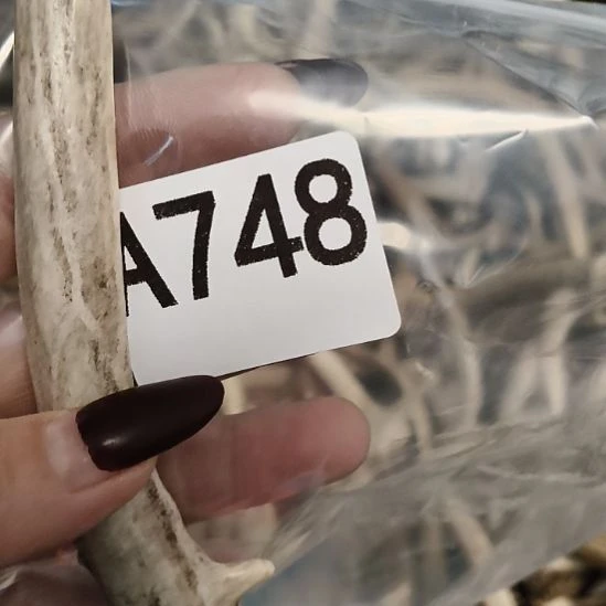 蔚***空鹿角鹿角鹿角鹿角鹿