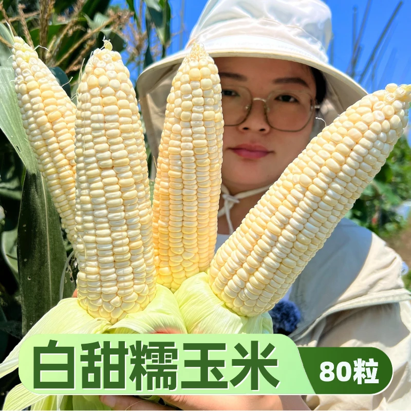 白甜糯玉米种子小朱爱三农春秋季非转基因玉米种子家庭小菜园种植