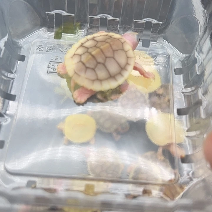 母绿毛龟奶焦1111