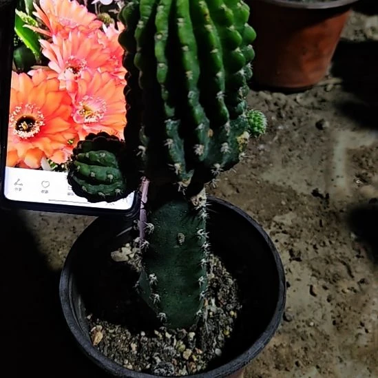 辣舞秀普嫁接大号福44