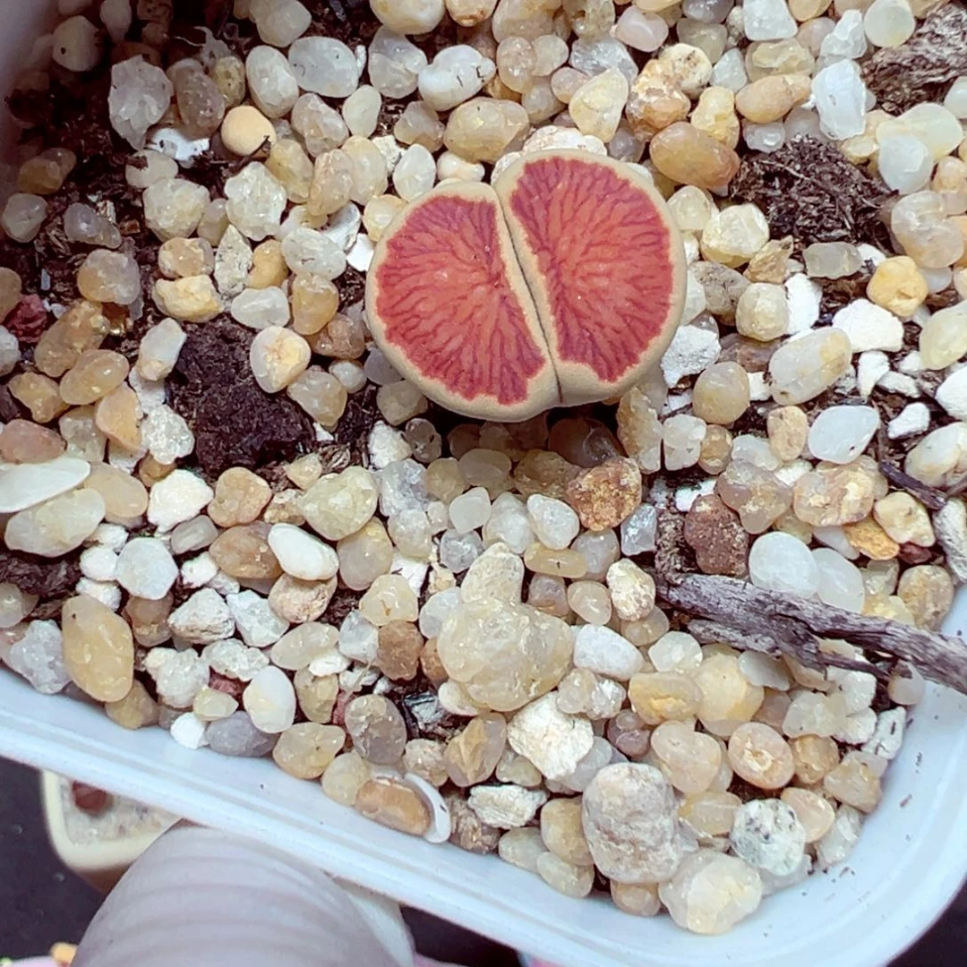 优秀的肉肉精致903-10