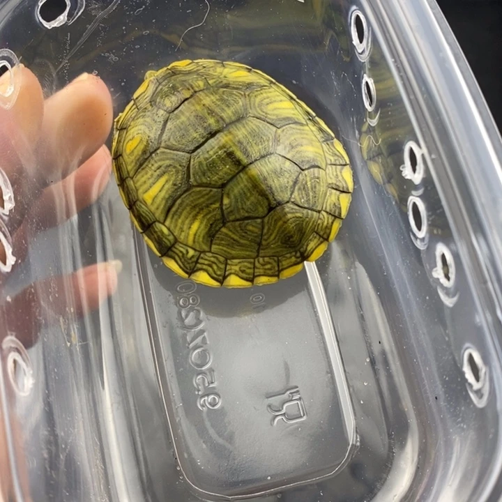 巴西彩龟母6666666