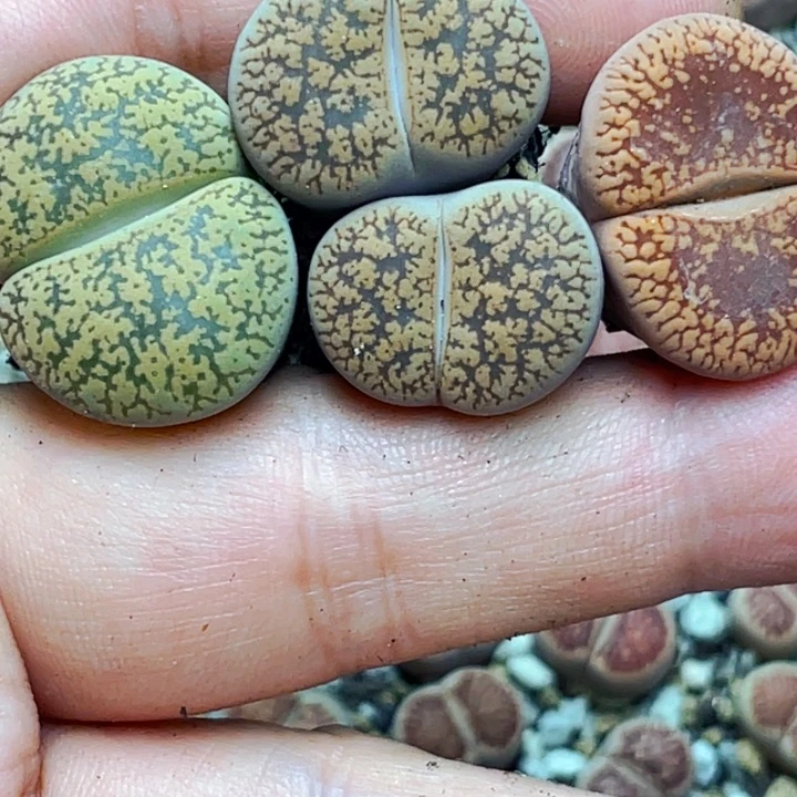 792紫勋系列母本三颗