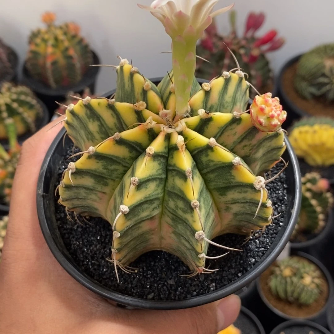 泰系肋骨锦——带盆土发货