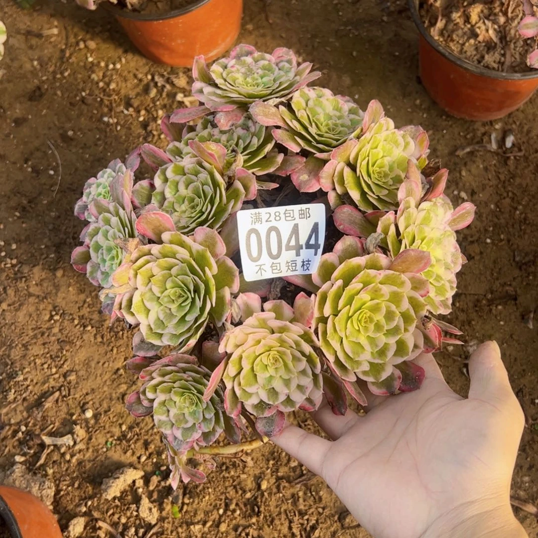 霁月多肉植物法师0044