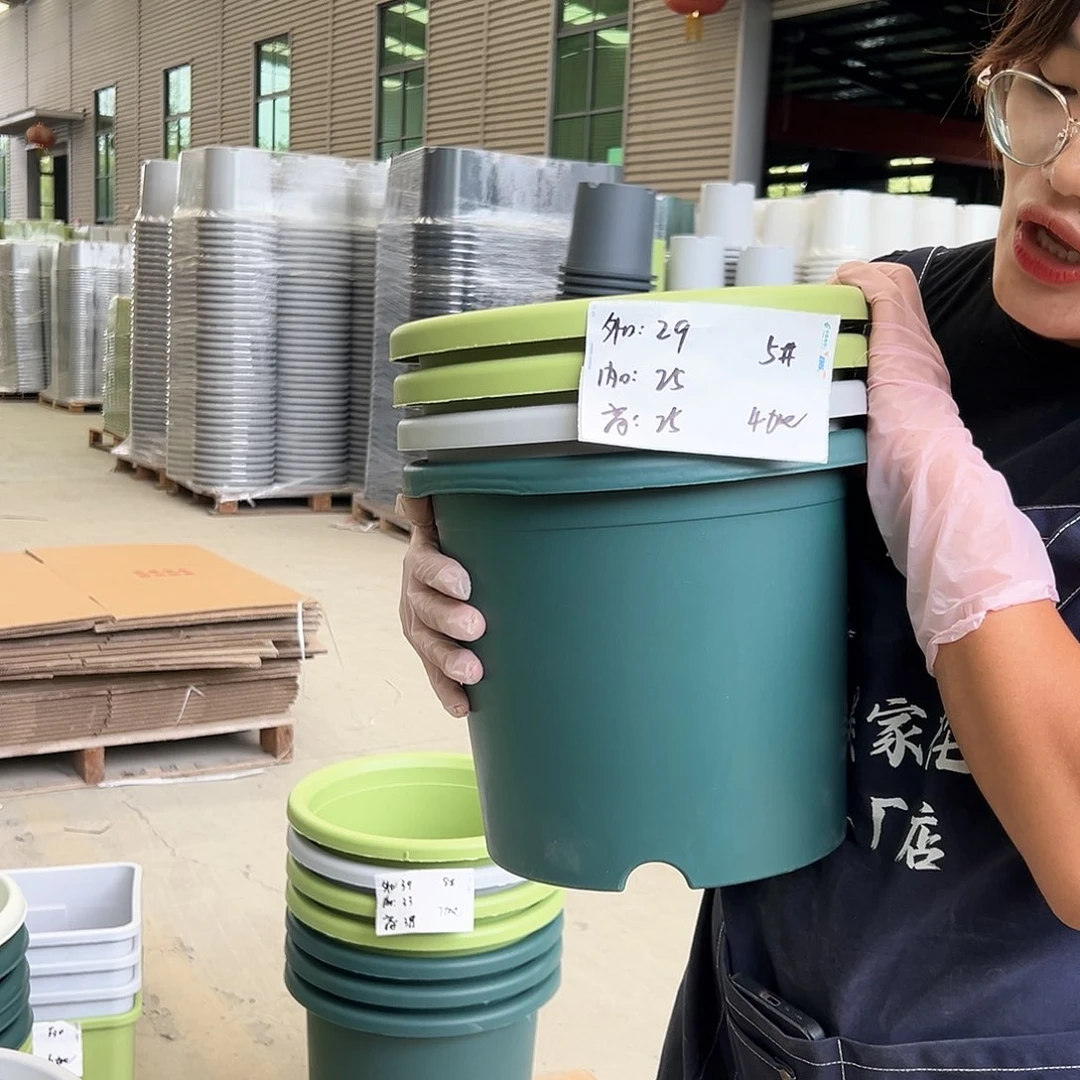 四季盆5#果绿色6个无托