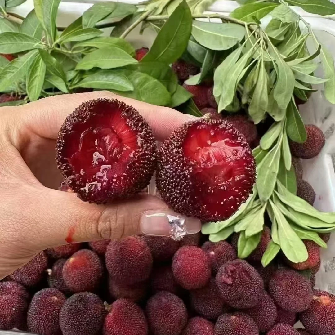 正宗仙居东魁杨梅大果大甜当季时令水果现摘现发整箱送礼