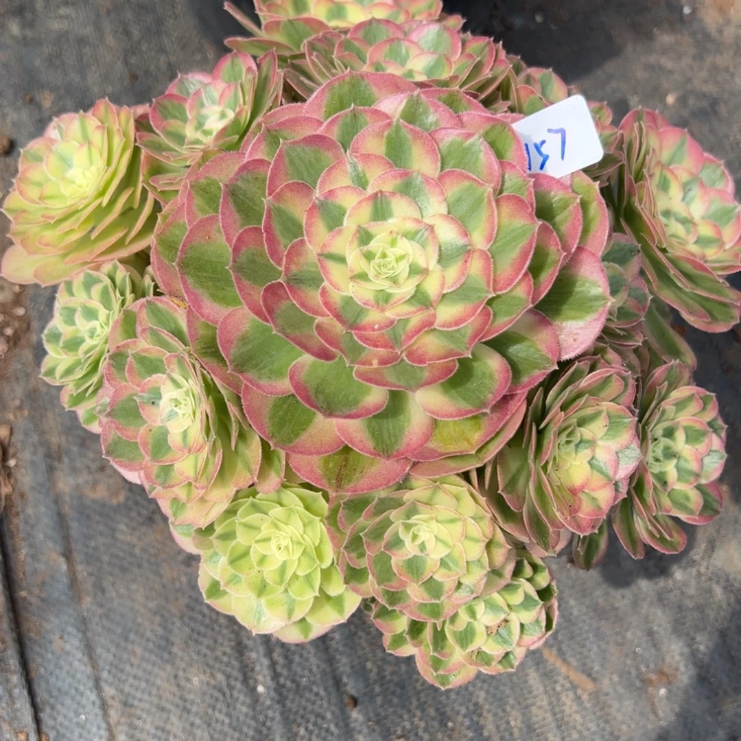 157玉资多肉植物一紫